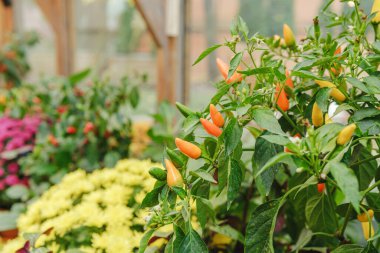 Seradaki bitkilerde yetişen kırmızı biberler diğer bitkilerle çevrili.