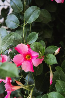 Mandevilla sanderi pembe tropik bahçe çiçekleri ve tırmanma bitkisi dekorasyonu konsepti