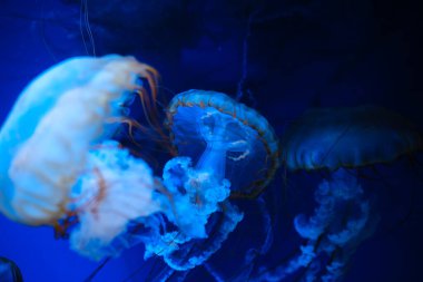 Okyanus güzelliği ve sualtı yırtıcısı konsepti için Pasifik Denizi Isırgan Denizanası 'nın mavi sudaki yakın çekimi.