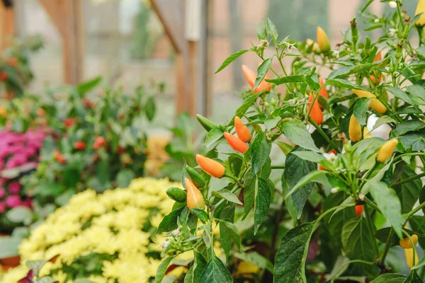 Seradaki bitkilerde yetişen kırmızı biberler diğer bitkilerle çevrili.