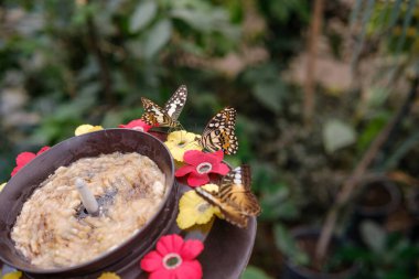 Kireç Kuyruklu Kelebek Kelebekleri 'nin yakın çekimi doğada tatlı bir meyve sunumunun keyfini çıkarıyor..