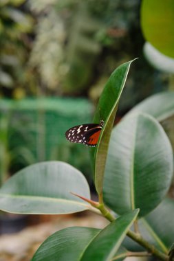 Kelebeğin yakın çekimi çarpıcı kırmızı ve siyah kanat detaylarını vurguluyor..
