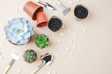 Topraklı saksılarda sulu bitkiler ve açık kahverengi arka planda küçük beyaz taşlarla bahçe aletleri..