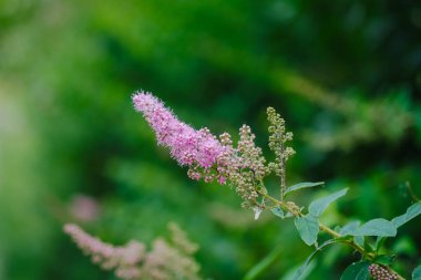 Yeşil saplı bu canlı pembe çiçek başakçığı doğal olarak açık hava ortamında gelişir..