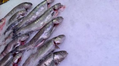 Taze yakalanmış taze gümüşi balıklar dikkatle hazırlanmış ezilmiş buz gösterisinde.