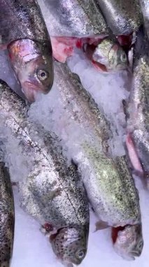 Yanardöner pullu taze çiğ alabalık koleksiyonu ve soğuk buz üzerinde serinleyen koyu lekeler.