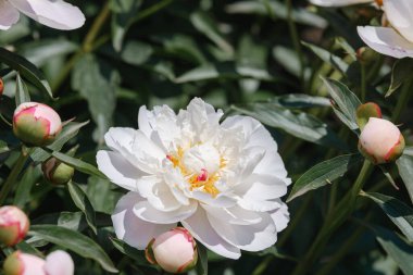 Beyaz şakayıklar, güneşli bir günde pembe tomurcukların yanında narin yapraklarını sergilerler..