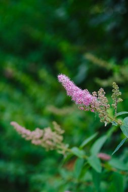 Yumuşak, zarif pembe çiçekler güzel bir şekilde ortaya çıkar, bahçenin doğal cazibesini arttırır..