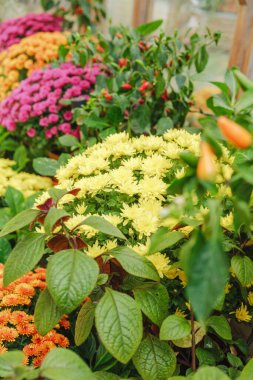 Parlak çiçekleri ve yeşil yaprakları olan renkli bahçeler..