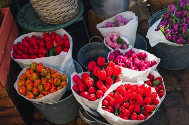 Taze kırmızı, turuncu, pembe ve mor laleler güzel bir ekran oluşturur..