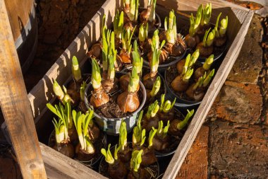 Kırsal ahşap bir sandığın içine yerleştirilmiş küçük saksılardaki ampullerden yeşil filizler çıkıyor..