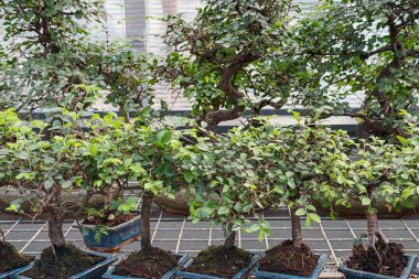 Şebeke raflarında yeşil yapraklı saksı minyatür ağaçlar.