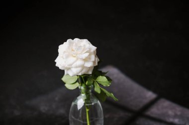 Cam bir vazodaki narin beyaz gül yumuşak ışıkla kaplanmış koyu bir arkaplana karşı