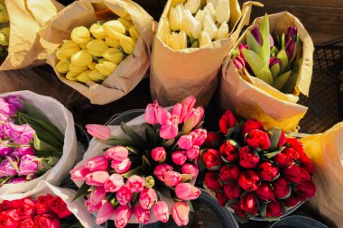 Bu canlı çiçek açan laleler düzgünce paketlenmiş, güzel çiçek rengi tayfı sergiliyorlar..
