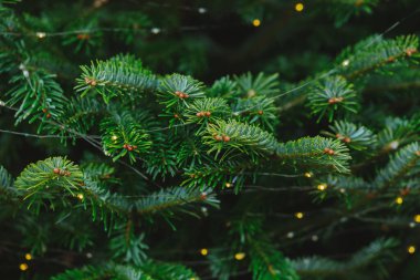 Yeşil köknar ağaçlarının parlak sarı iplik ışıklarıyla süslenmiş dallarını yakından görebiliriz.
