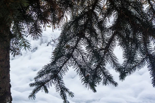 Green fluffy fir tree branch in the snow, Christmas wallpaper concept.