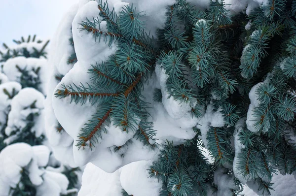 Green fluffy fir tree in the snow, Christmas wallpaper concept.