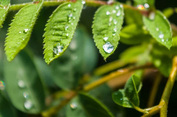 Water drops after rain on the leaves of a dwarf mountain ash close-up, early spring on a warm sunny day, a bright beautiful background