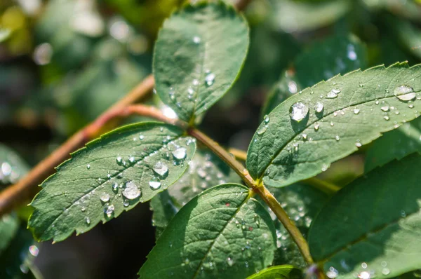 Water drops after rain on the leaves of a dwarf mountain ash close-up, early spring on a warm sunny day, a bright beautiful background