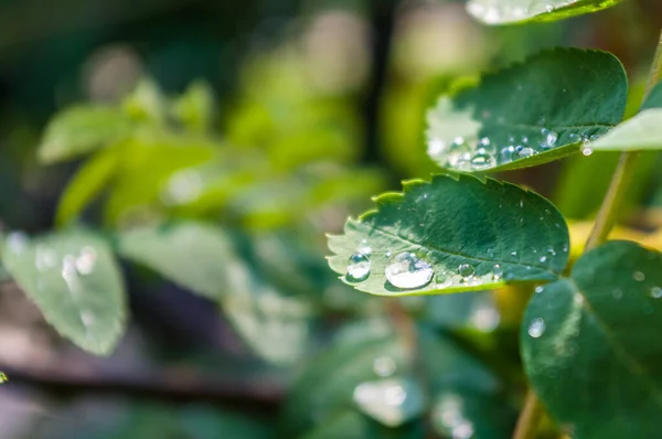 Water drops after rain on the leaves of a dwarf mountain ash close-up, early spring on a warm sunny day, a bright beautiful background