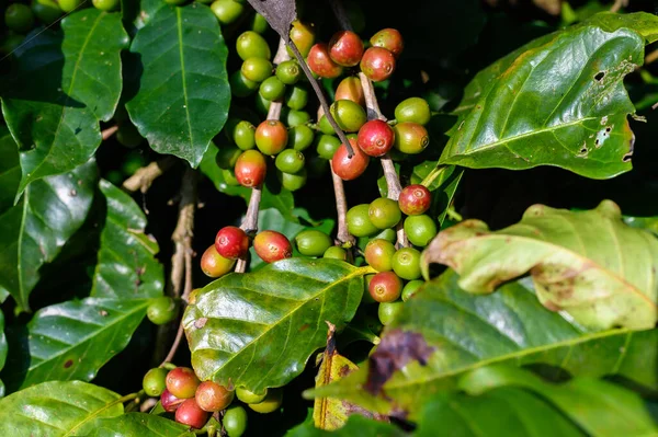 Närbild Kaffe Frö Kaffe Träd Ett Släkte Blommande Växter Vars — Stockfoto