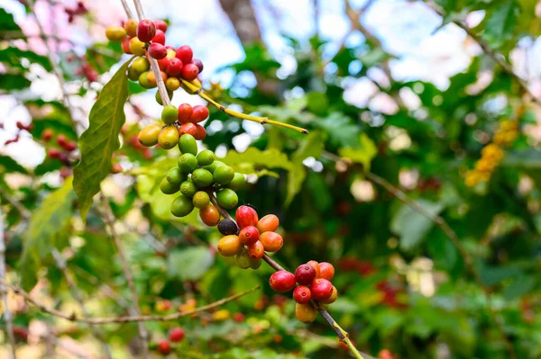 关闭咖啡树的咖啡种子 一种开花的植物 其种子被称为咖啡豆 用来制作各种咖啡饮料和产品 — 图库照片