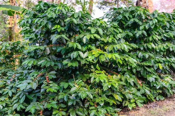 Coffea Träd Kaffeplantage Jordbruket Gård Doi Chang Chiang Rai Provinsen — Stockfoto