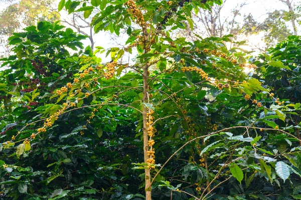 Coffea Träd Kaffeplantage Jordbruket Gård Doi Chang Chiang Rai Provinsen — Stockfoto