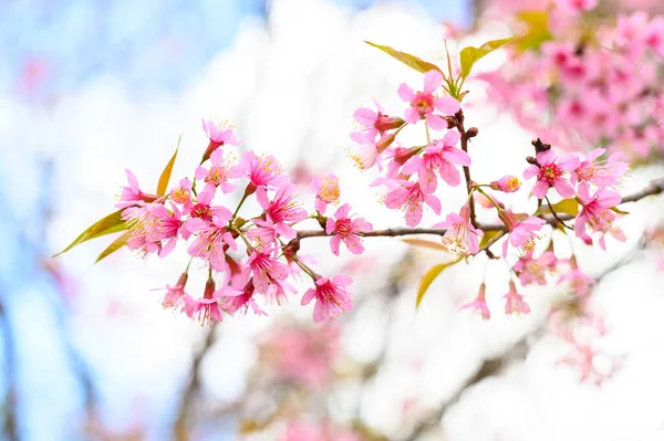 Nahaufnahme Von Schönen Kirschblüten Die Der Wintersaison Der Nördlichen Region — Stockfoto