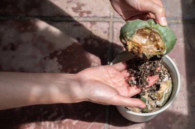 Bahçıvan tutuyordu ve çürümüş bir Astrophytum Myriostigma kaktüsü kökünü kontrol etti. Kaktüs çürümesi kaktüslerin mantar ve bakteriyel hastalıklardan ölmesinin başlıca nedenlerinden biridir..