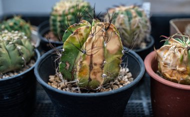 Astrophytum capricorne having sunburn damaged. Cactus get sunburned due to being exposed to too much sunlight which makes them vulnerable to fire.