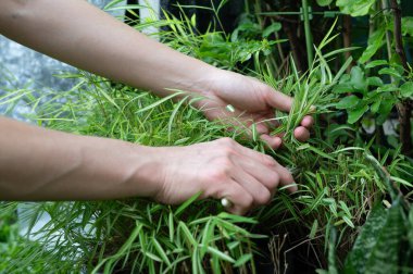 Thyrsostachys siamensis Gamble (ya da gümüş bambu yaprağı) yapraklarını kesen bahçıvan. Bu bitki kedilerin yemesi için doğal bir ilaç..