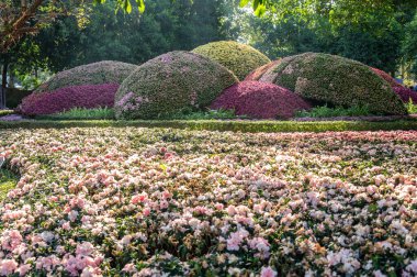 Tayland 'ın Chiang Rai şehrinde çiçek bahçesi..