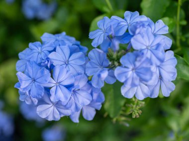 Bahçede çiçek açan Plumbago auriculata (Cape Leadwort) çiçekleri. Plumbago geleneksel olarak siğilleri, kırık kemikleri ve yaraları tedavi etmek için kullanılır..