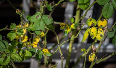 Sarı gül yapraklarında siyah leke oluşur. Kara Leke, gülleri etkileyen bir mantar hastalığıdır (Diplocarpon rosae)..