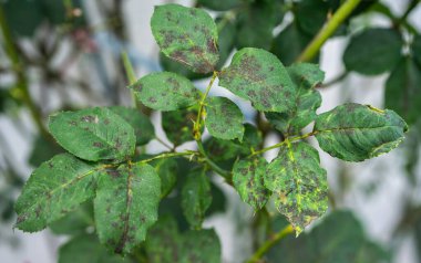 Gül yapraklarındaki siyah leke. Kara Leke, gülleri etkileyen bir mantar hastalığıdır (Diplocarpon rosae)..