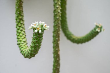 Monadenium stapelioides bitkisinin yakınında, sapında çiçekler açan bir bitki. Bu güzel Monadenyum çok renkli kökler üretir. Sapları yere düşüp bu türle takılma eğilimindedir..