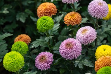 Kasımpatıların çeşitli renklerinde Pompon çiçekleri bahçede yetişir.