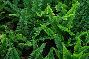 Bahçede yetişen eğreltiotlarının yakınına. Eğreltiotları çevreye çok daha büyük bir amaca hizmet eder. Özellikle de yabani otlar ve rahatsız topraklarda gelişebilen türler..