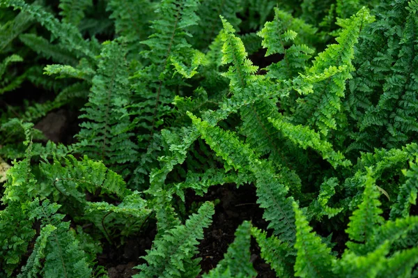 Bahçede yetişen eğreltiotlarının yakınına. Eğreltiotları çevreye çok daha büyük bir amaca hizmet eder. Özellikle de yabani otlar ve rahatsız topraklarda gelişebilen türler..