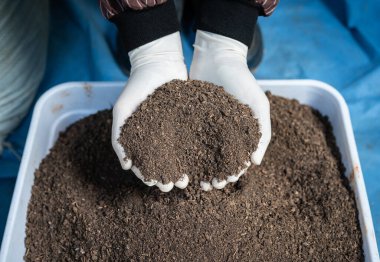 Bahçıvan elinde organik inek gübresi tutuyor. İnek gübresi, temel besinleri sağlayan, toprak yapısını iyileştiren ve su tutmasını artıran mükemmel bir organik gübredir..