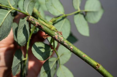 Gül kamışının üzerindeki gül puluna (Aulacaspis rosae) yakın plan. Gül pulu baston düşüşüne ya da dal ölümüne neden olabilir..