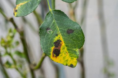 Sarı gül yapraklarında siyah leke oluşur. Kara leke bitkinin fotosentez yapma, zayıflatma ve kış hasarına yatkınlığını azaltır..