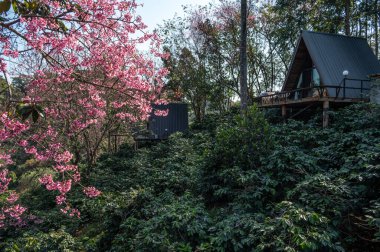 Tayland 'ın Chiang Rai eyaletindeki Doi Pangkhon Dağı' nda Himalaya kiraz çiçekleri açıyor. Bu dağda eşsiz kahve yetiştirmek için zengin mineral ve toprak var..
