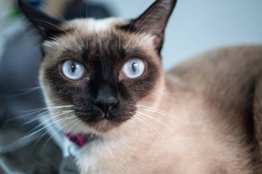 Siyam kedisi suratını kapat. Siyam kedisi Tayland 'a özgü bir kedi cinsidir. Bu kedi yüz maskesi, ayakları, kulakları ve kuyruğu olan solgun bir kedi..