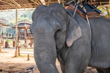Asya fili (Elephas maximus) Tayland 'ın Chiang Rai bölgesindeki vahşi yaşam koruma alanında yaşar..