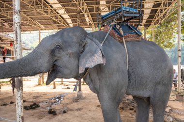 Asya fili (Elephas maximus) Tayland 'ın Chiang Rai bölgesindeki vahşi yaşam koruma alanında yaşar..