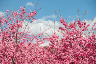 Himalaya kiraz çiçekleri (veya Sakura) Çin 'in Lijiang şehrinde çiçek açar..