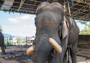 Asya fili (Elephas maximus) Tayland 'ın Chiang Rai bölgesindeki vahşi yaşam koruma alanında yaşar. Filler yaşayan en büyük kara hayvanlarıdır. Uzun hortumları, büyük kulak kanatları ve birçok durumda fildişi dişleriyle ayırt edilirler..