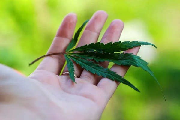 Hoja de marihuana en la mano sobre la naturaleza borrosa fondo verde. Hoja de marihuana en la palma de la mano Enfoque selectivo — Foto de Stock